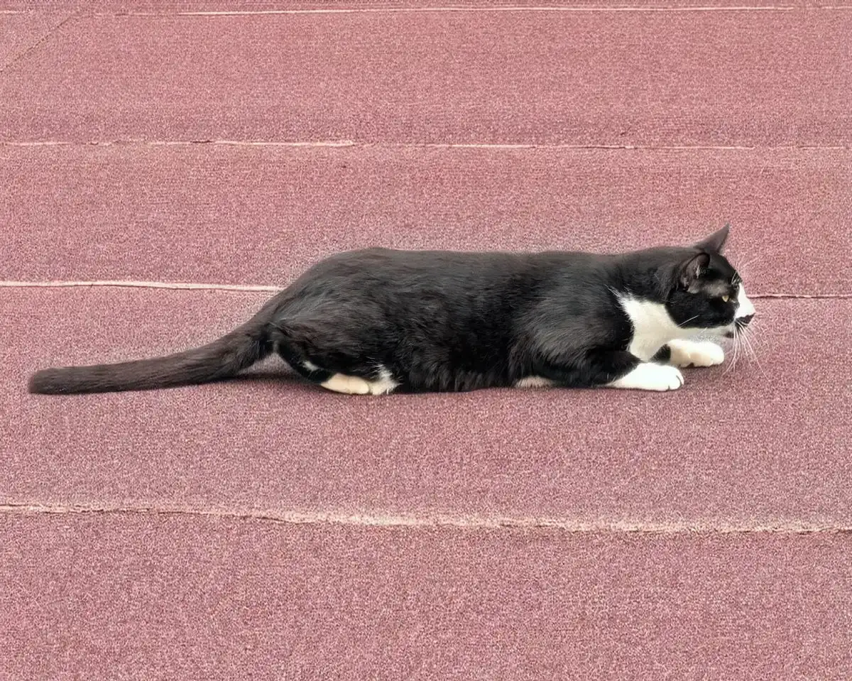 Google Fotos: Fotos per Sprachbefehl bearbeiten