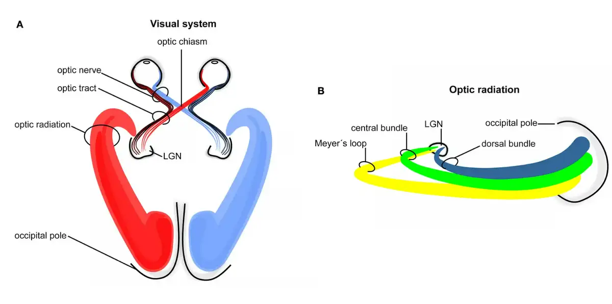 Vom Gehirn inspirierter Chip verleiht autonomen Fahrzeugen Echtzeit-Sicht